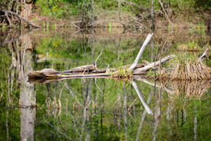 Forest Bog Scene Royalty-Free Stock Photo SBI-300735117 - Storyblocks