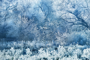 Frozen Winter Landscape. Trees With The Frost Royalty-Free Stock Photo ...