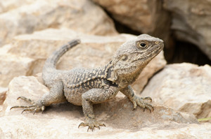Desert Lizard Royalty-Free Stock Illustration SBI-300625832 - Storyblocks
