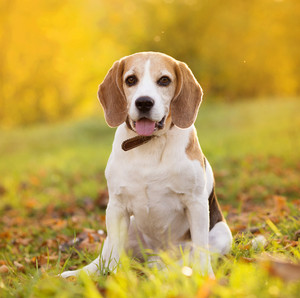 Beagle dog portrait on sunshine background in nature Royalty-Free Stock ...