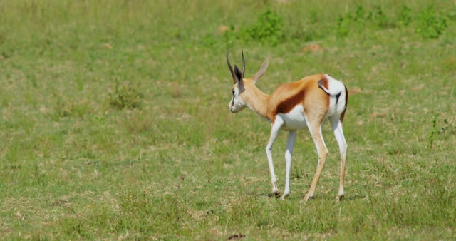 Arabian Gazelle Stock Footage: Royalty-Free Video Clips - Storyblocks