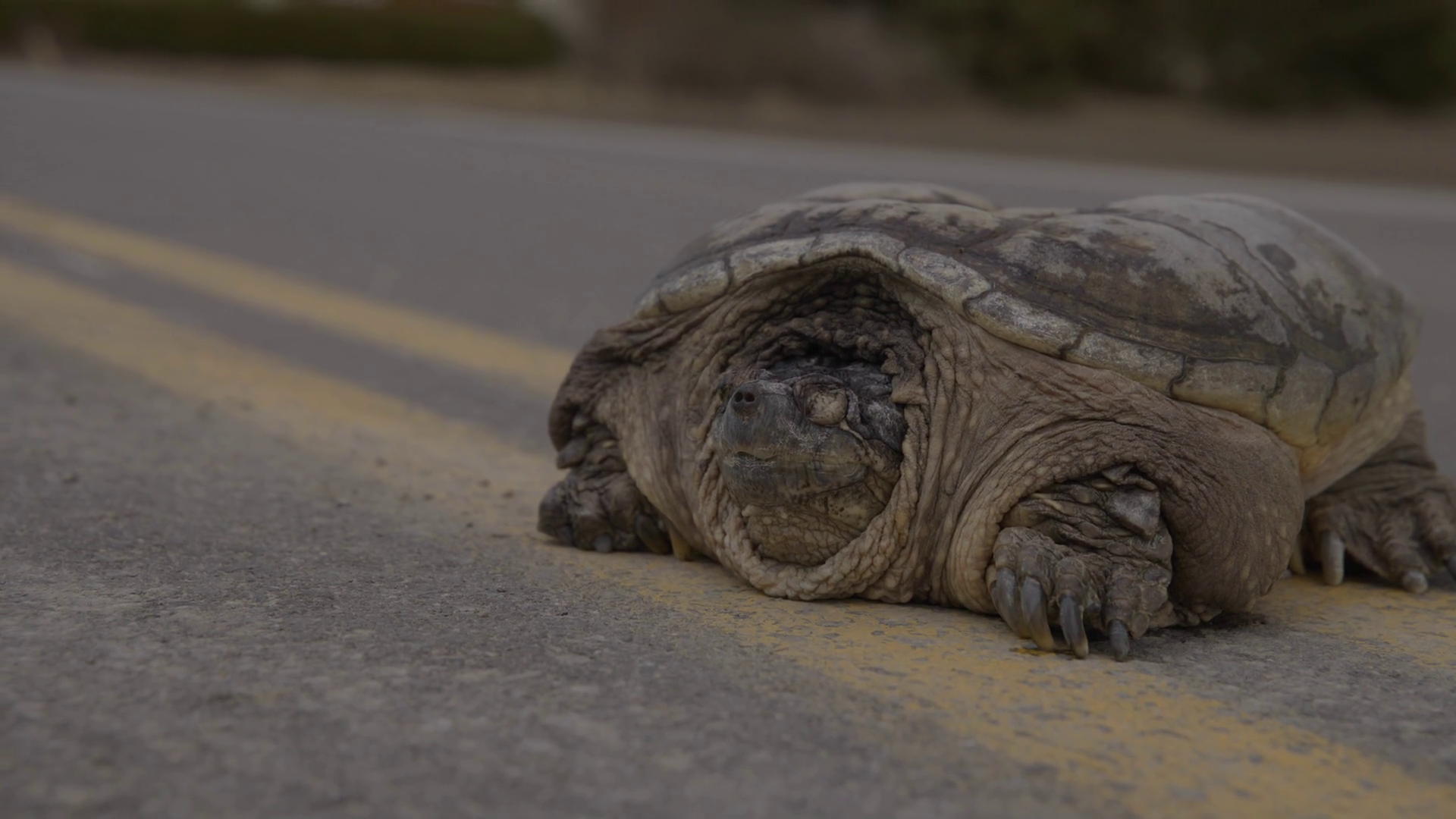 Big Snapping Turtle Lines Of Highway Stock Footage SBV-352116360 ...