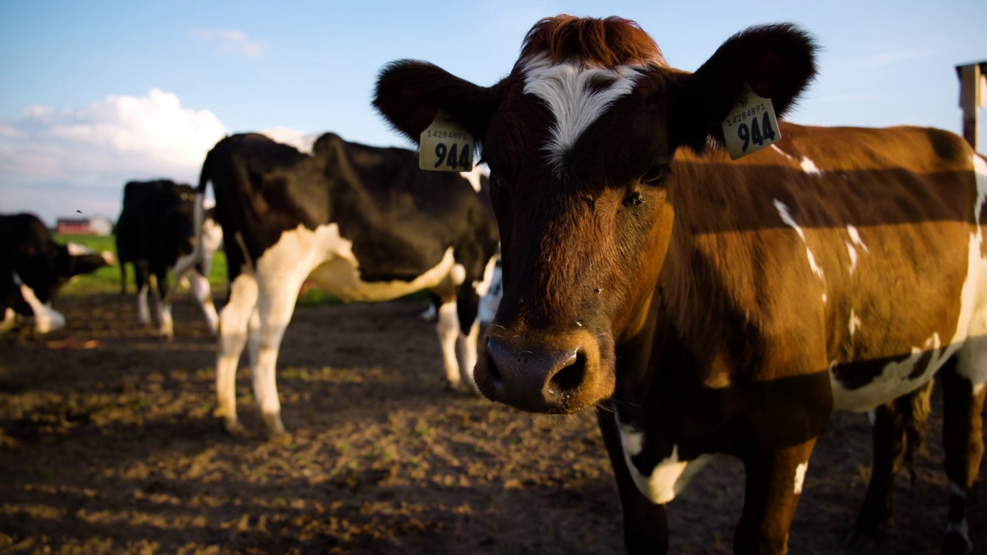 Dairy Cow Grazing In Open Farm Field 6558 2 Stock Footage SBV-349047549 ...