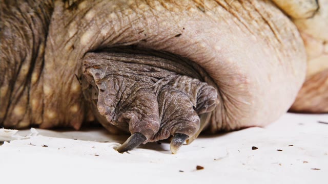 Snapping Turtle Claw Stock Footage: Royalty-Free Video Clips - Storyblocks