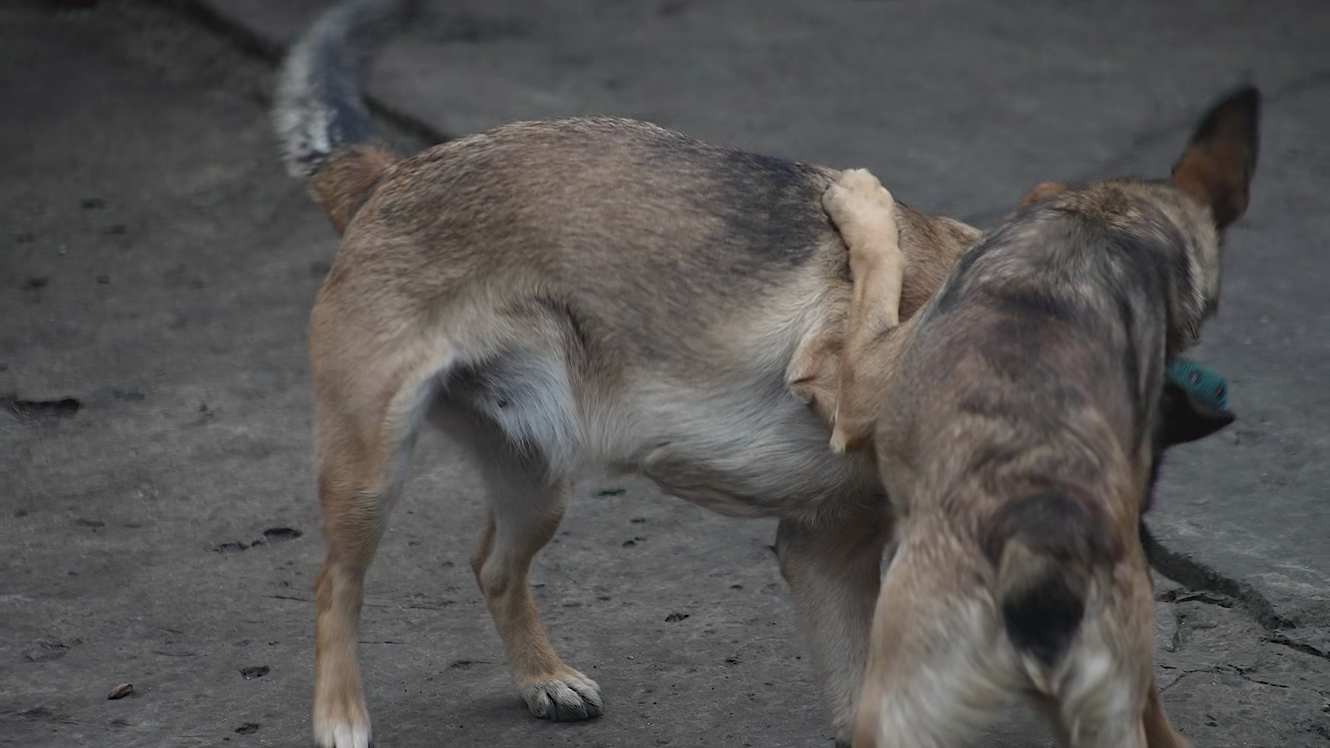 Two Dogs Play Fighting Wrestling Together Stock Footage SBV-354169616 ...