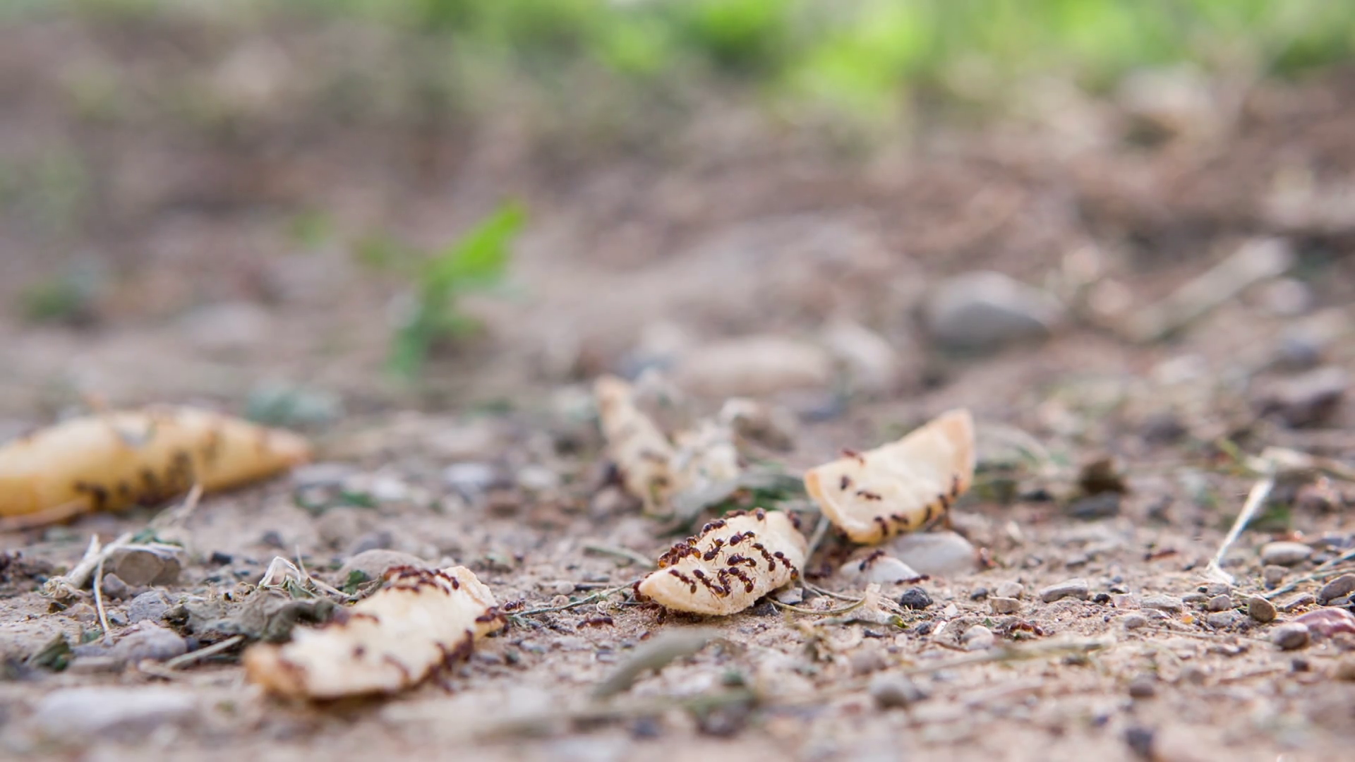 Ants Eating French Fries Get Stomped On Kid Stock Footage SBV-301473878 ...