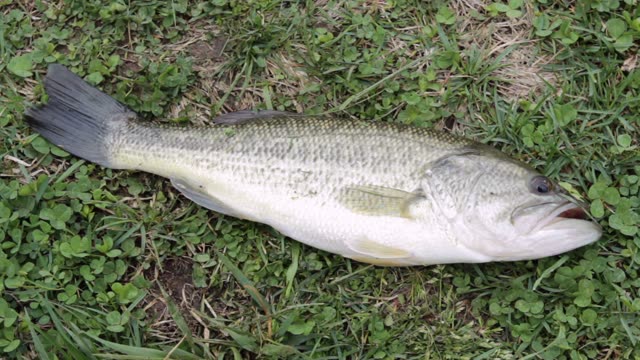Bass Fishing Stock Footage: Royalty-Free Video Clips - Storyblocks