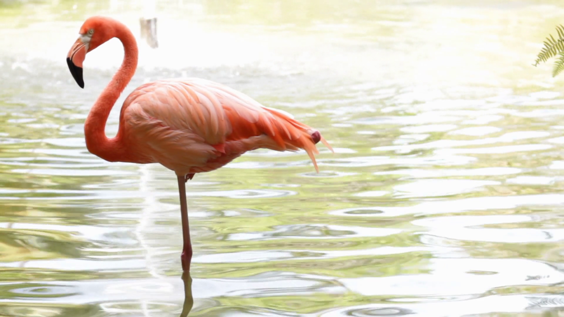 Flamingo Standing On Foot In Water Stock Footage SBV-301105953 - Storyblocks
