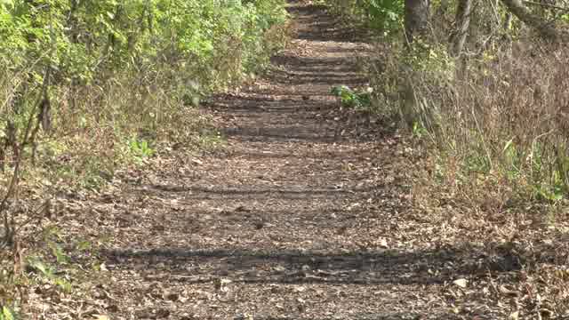 Dirth Path Stock Footage: Royalty-Free Video Clips - Storyblocks