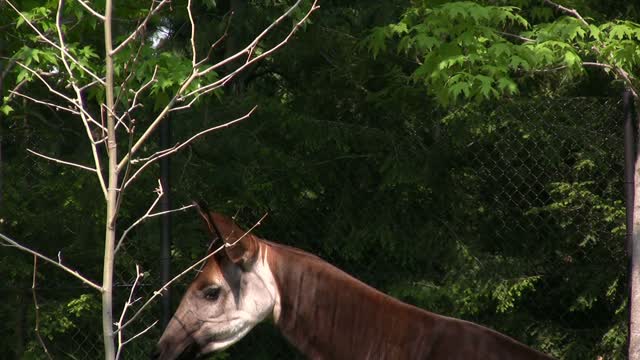 Okapi Animal Stock Footage: Royalty-Free Video Clips - Storyblocks