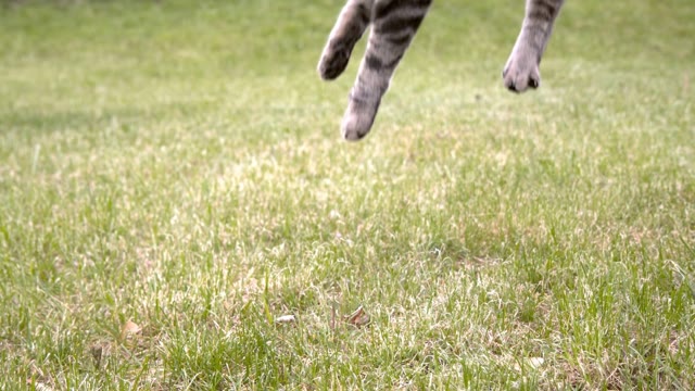 Cat Falling And Landing Stock Footage: Royalty-Free Video Clips ...