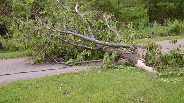 Downed Power Line Caught In Fallen Tree Stock Footage: Royalty-Free ...