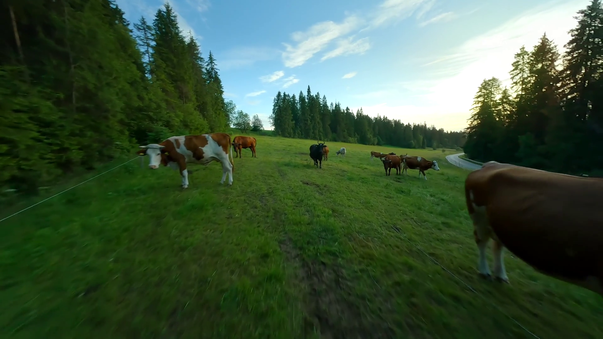 Rural Scene With Cows Grazing In Meadow Stock Footage SBV-349280433 ...