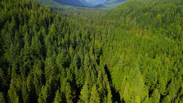 Aerial View Forest Stock Footage: Royalty-Free Video Clips - Storyblocks