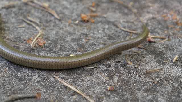 Snake Farm Stock Footage: Royalty-Free Video Clips - Storyblocks