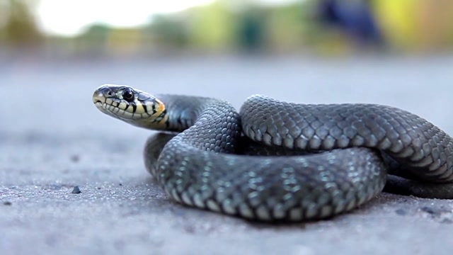 Snake | Animals stock footage - Storyblocks