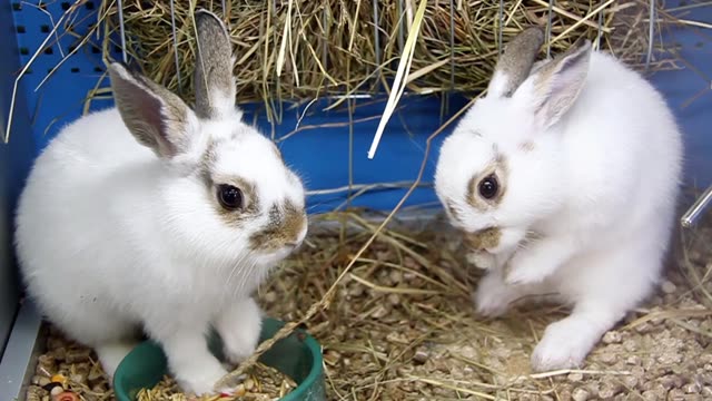 Funny Rabbits Stock Footage: Royalty-Free Video Clips - Storyblocks
