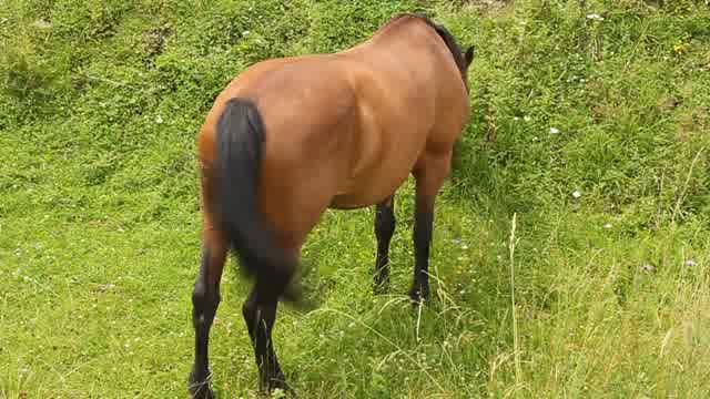 Stallion Horse Stock Footage: Royalty-Free Video Clips - Storyblocks