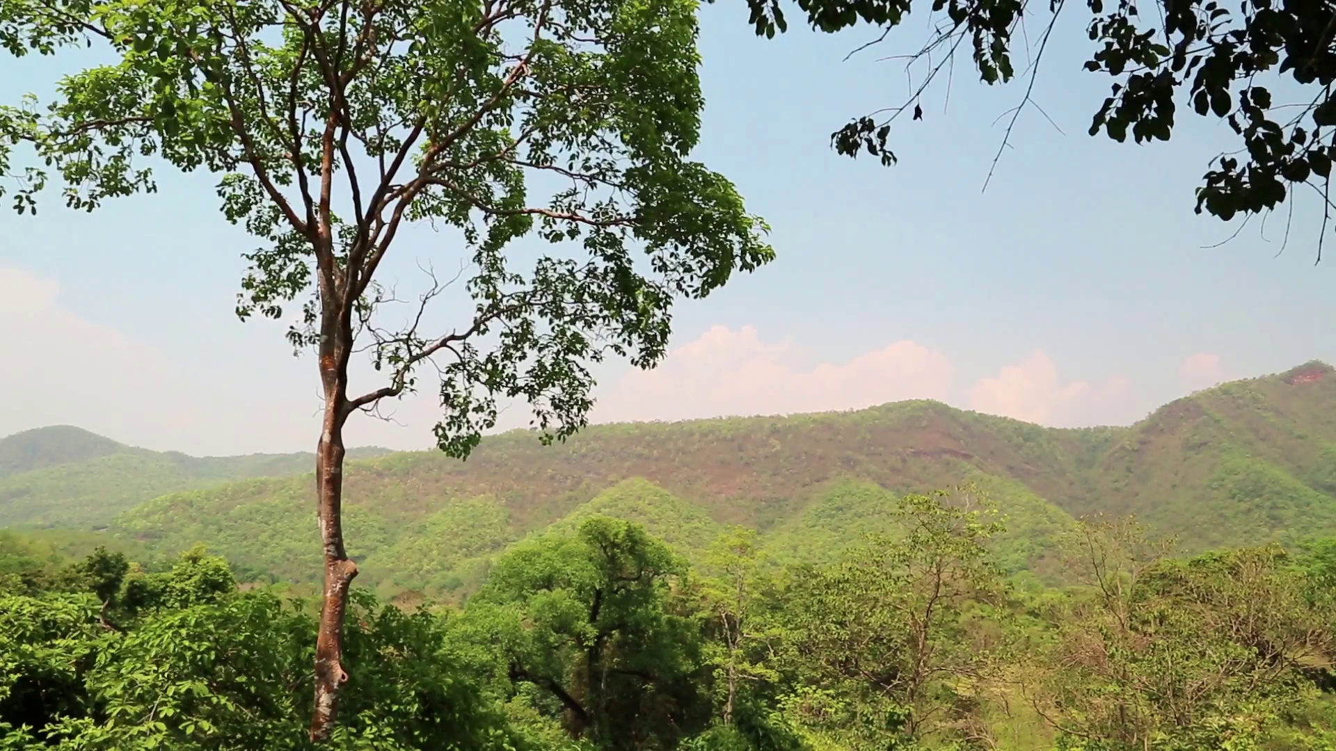 Trees In Erawan National Park In Western Stock Footage SBV-304866628 ...