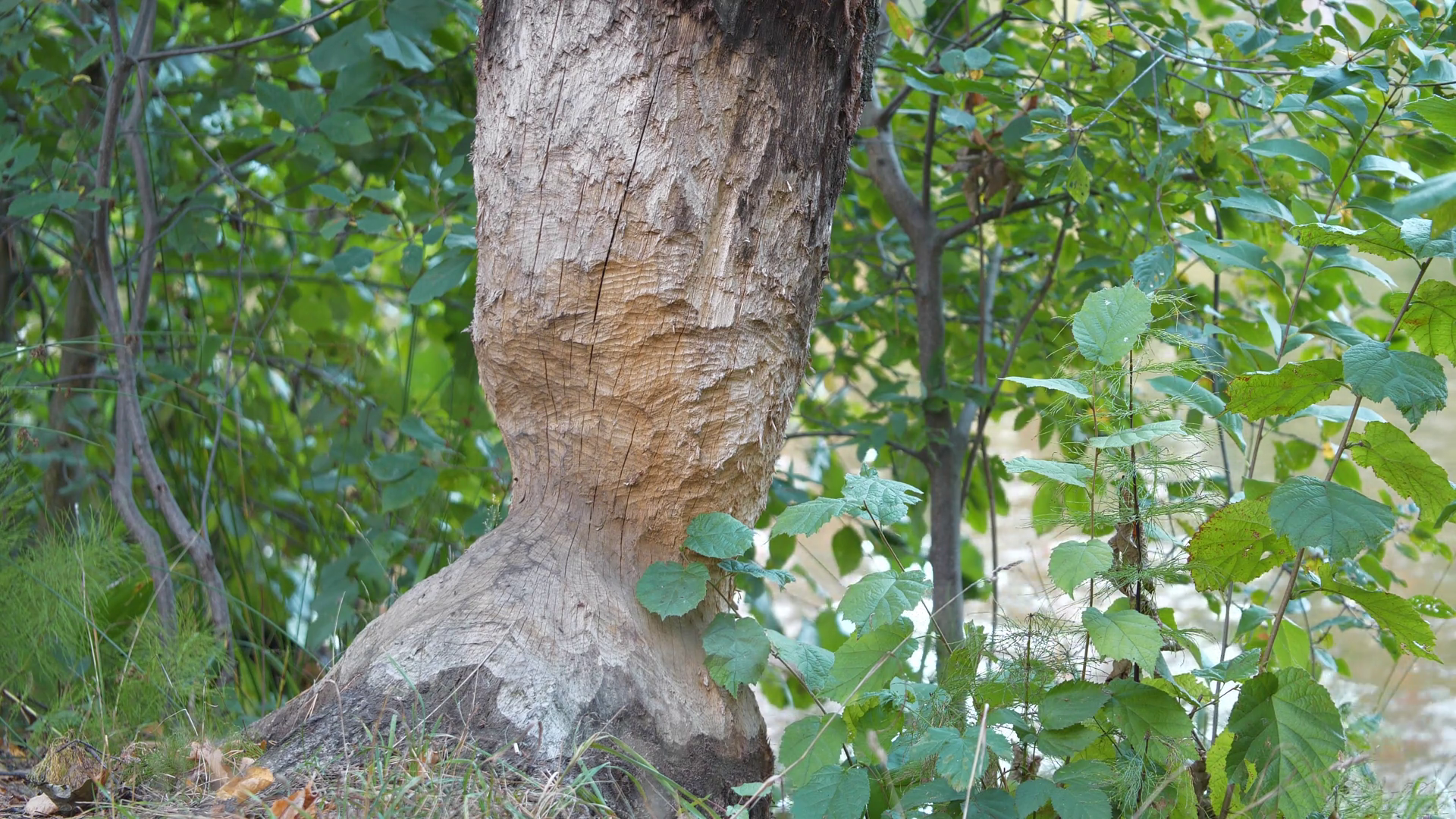 Beaver Bite Marks On Trunk Of Tree Pond Stock Footage SBV-348794418 ...