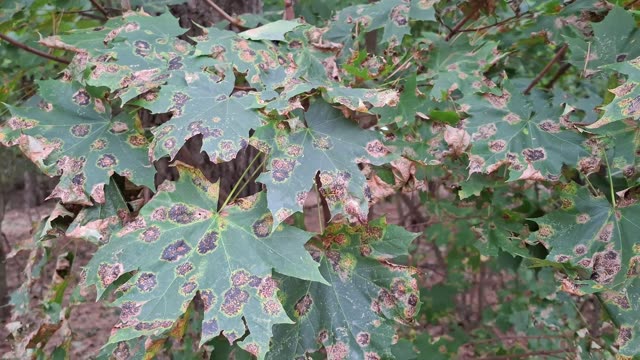 Tree Disease Stock Footage: Royalty-Free Video Clips - Storyblocks