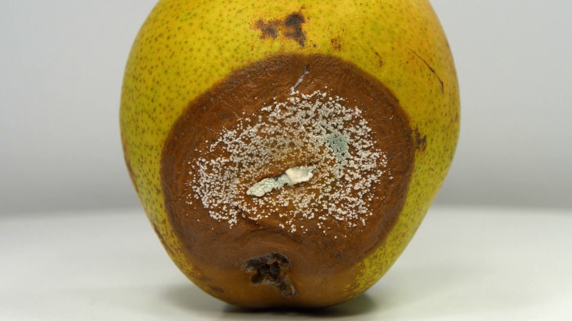 Pear Covered With Mold With Aflatoxins Stock Footage SBV-353310661 ...