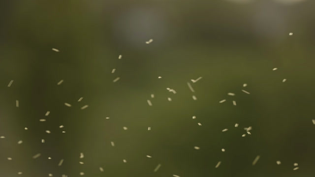 Insect Infestation Stock Footage: Royalty-Free Video Clips - Storyblocks