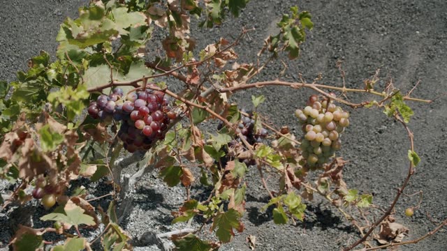 Grape Bunches Stock Footage: Royalty-Free Video Clips - Storyblocks