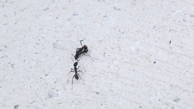 Insect Fighting Stock Footage: Royalty-Free Video Clips - Storyblocks