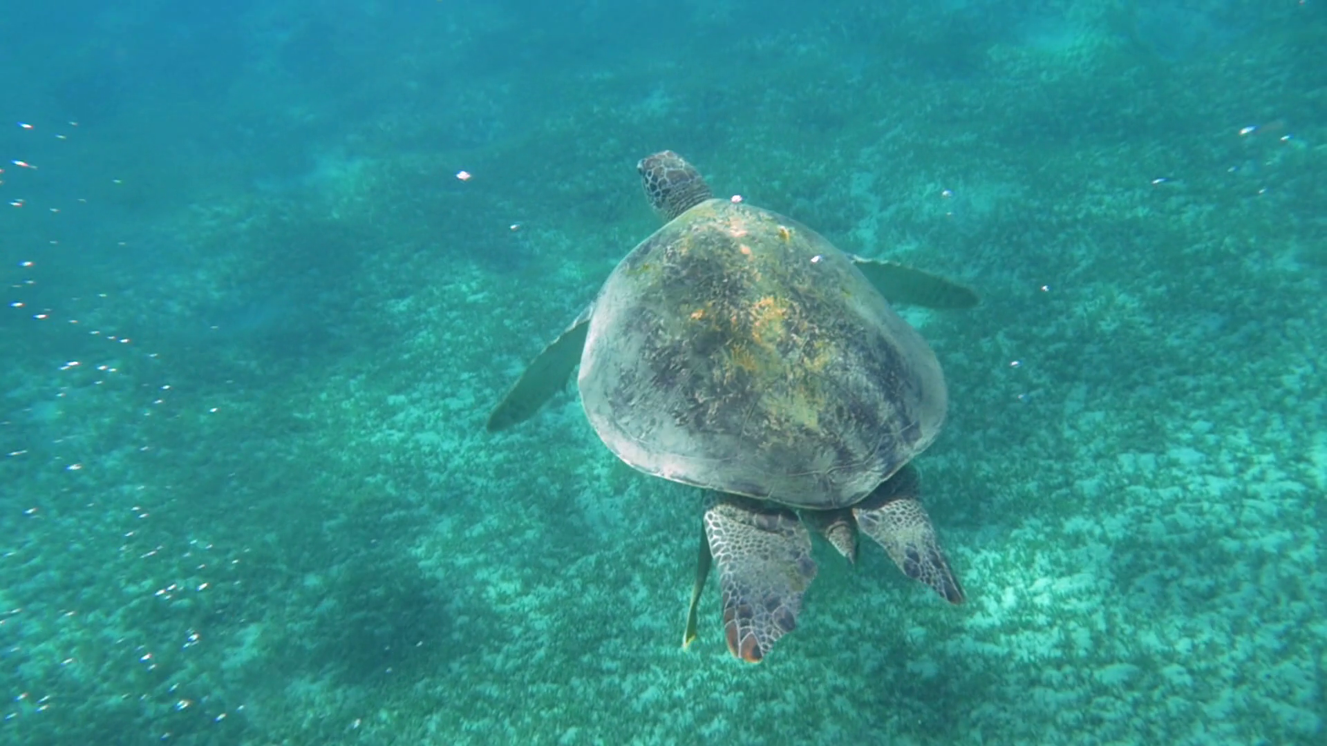 Slow Motion Of Big Turtle Swimming In Clear Stock Footage SBV-338070901 ...