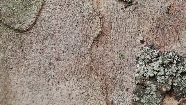Ants Tree Stock Footage: Royalty-Free Video Clips - Storyblocks