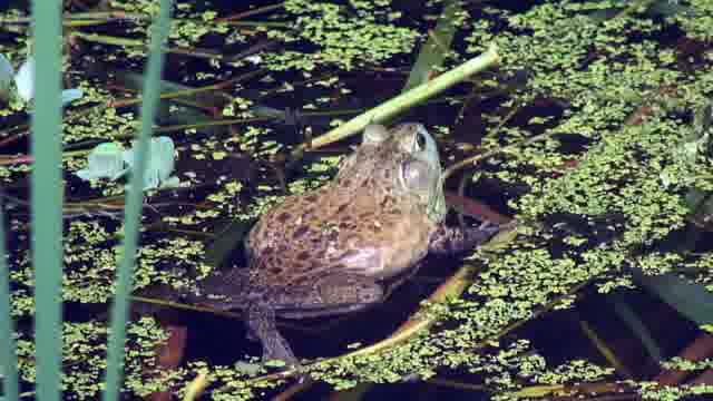 Bullfrog Stock Footage: Royalty-Free Video Clips - Storyblocks