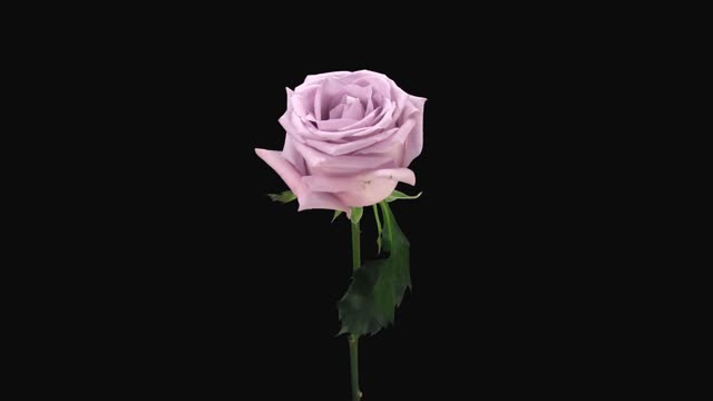 Rotting Flower Stock Footage: Royalty-Free Video Clips - Storyblocks