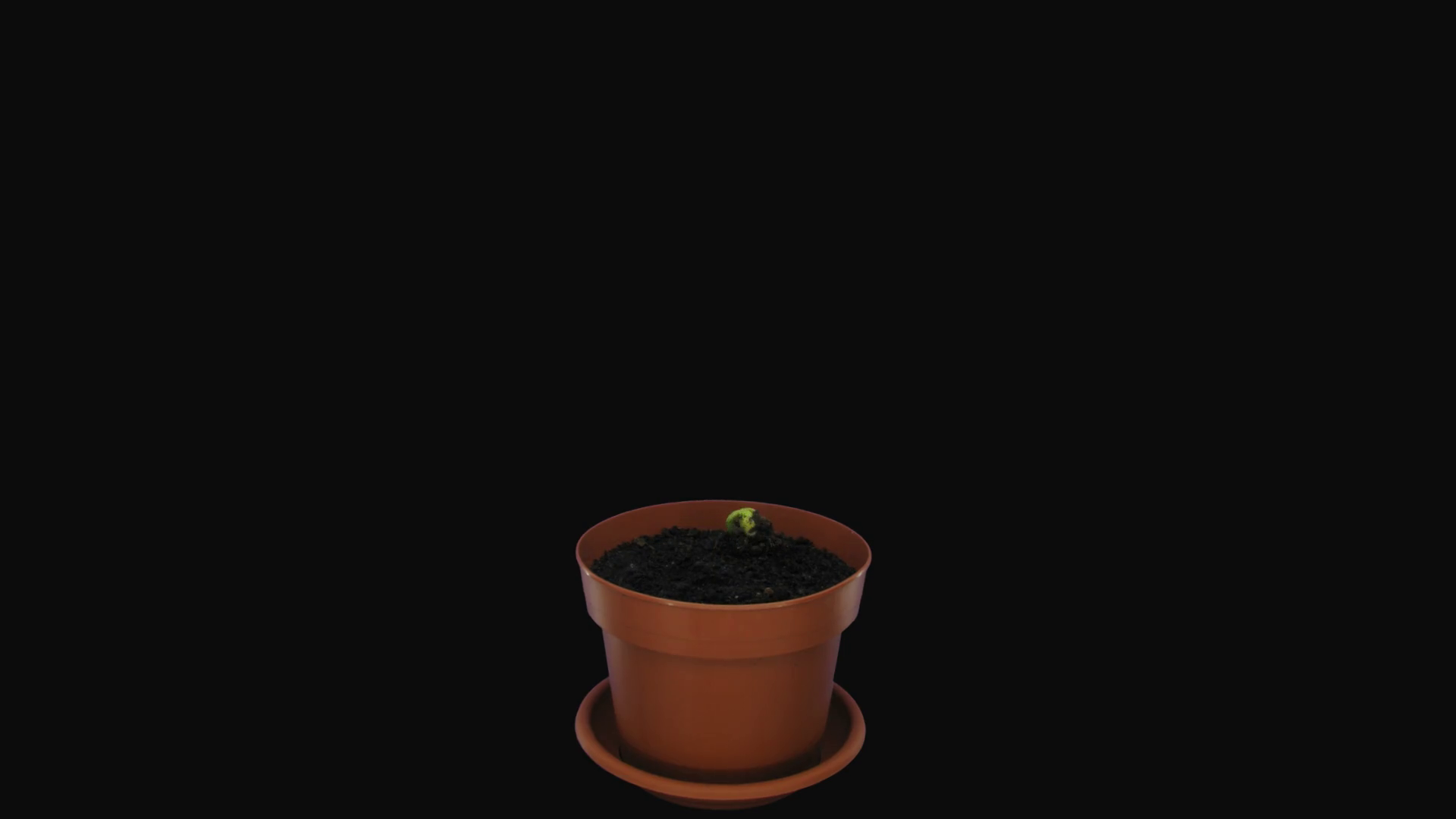 Time-lapse Of Growing Bean Flambo (phaseolus Stock Footage SBV ...