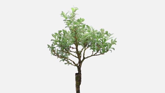 Transparent Tree Growing Stock Footage: Royalty-Free Video Clips ...