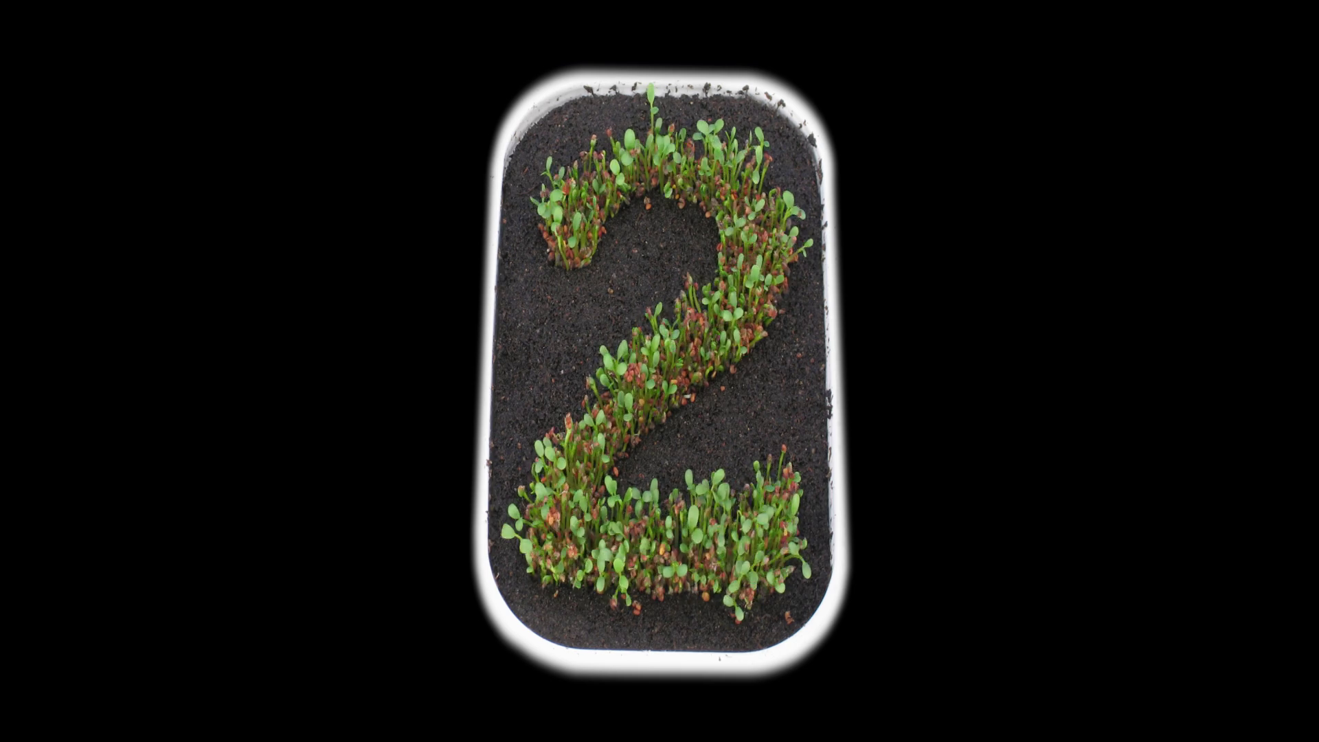 Time-lapse Of Growing Number 2 (two) From Stock Footage SBV-323715554 ...