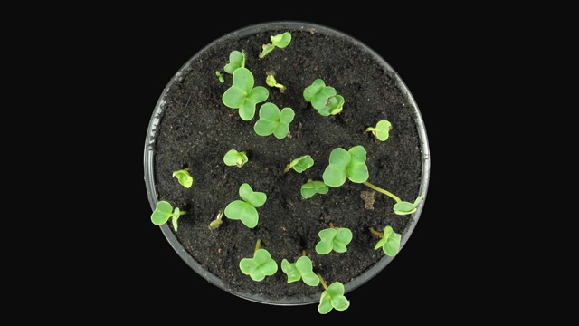 Roots Growing Animation Stock Footage: Royalty-Free Video Clips ...