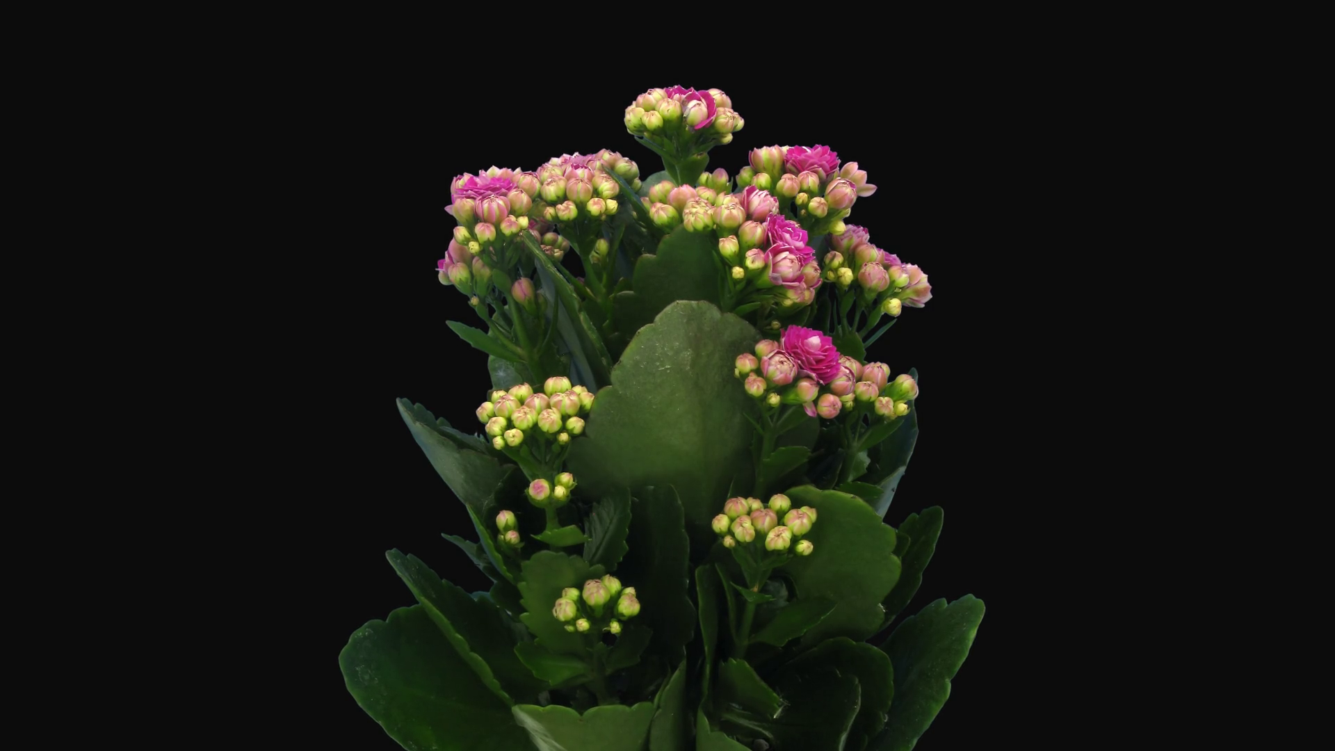Time-lapse Of Opening Pink Kalanchoe Flower Stock Footage SBV-326727583 ...