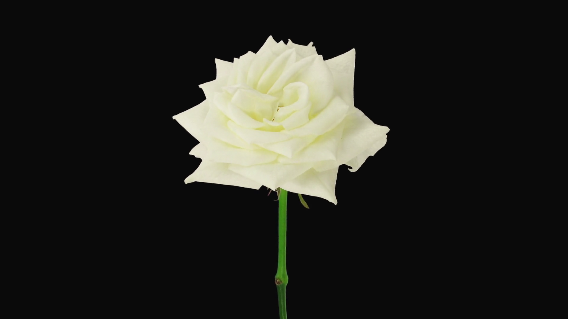 Time-lapse Of Resurrection White Eskimo Rose Stock Footage SBV ...