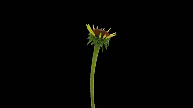 Single Flower Stock Footage: Royalty-Free Video Clips - Storyblocks