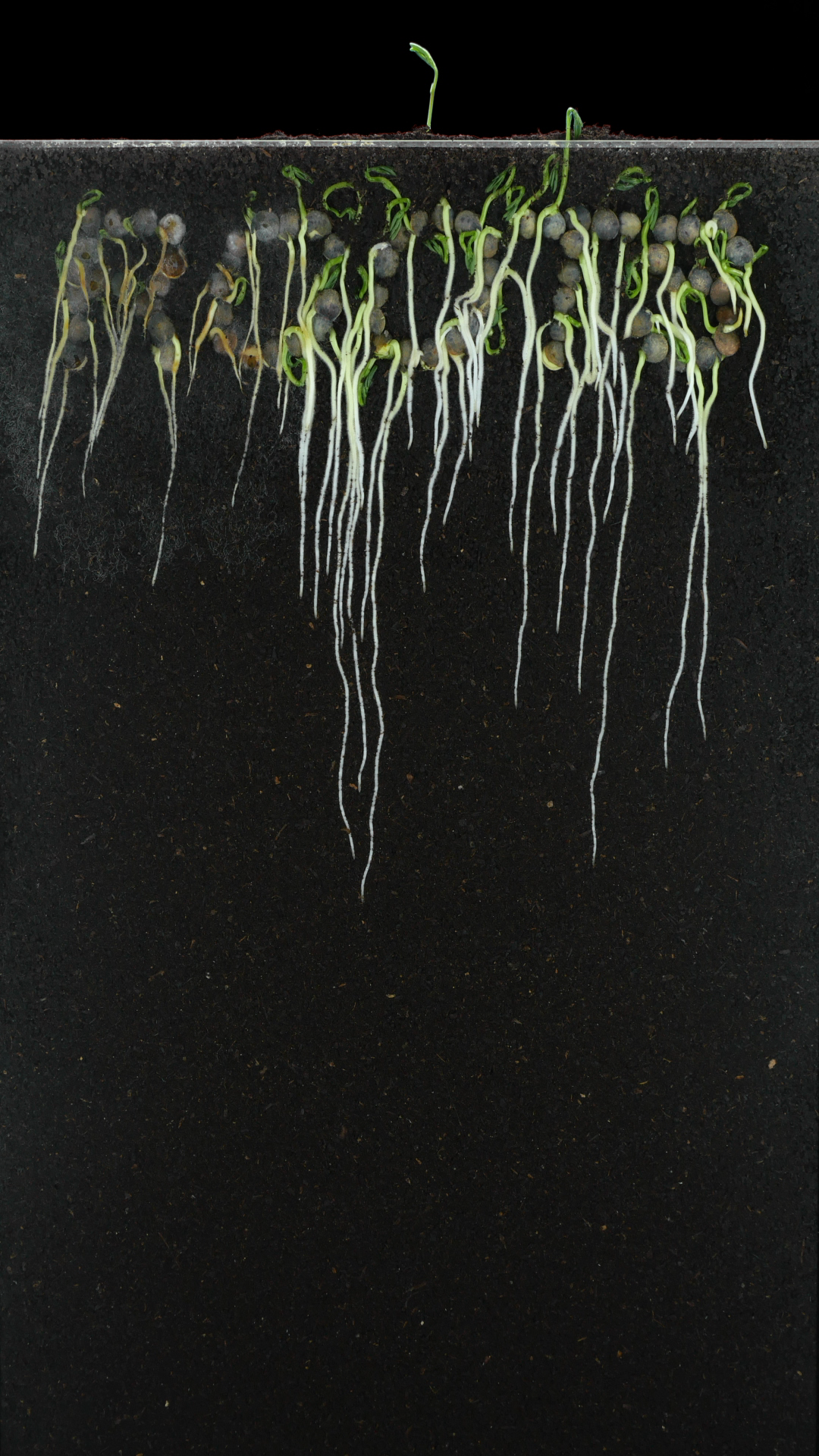 Germinating Growing Lentil In Roots Shape Stock Footage SBV-353460652 ...