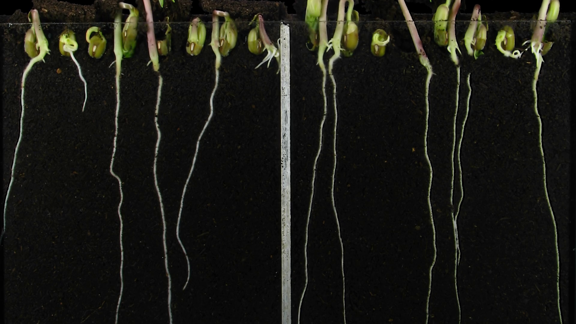 Germinating Growing Mung Bean Seeds In Stock Footage SBV-352156918 ...