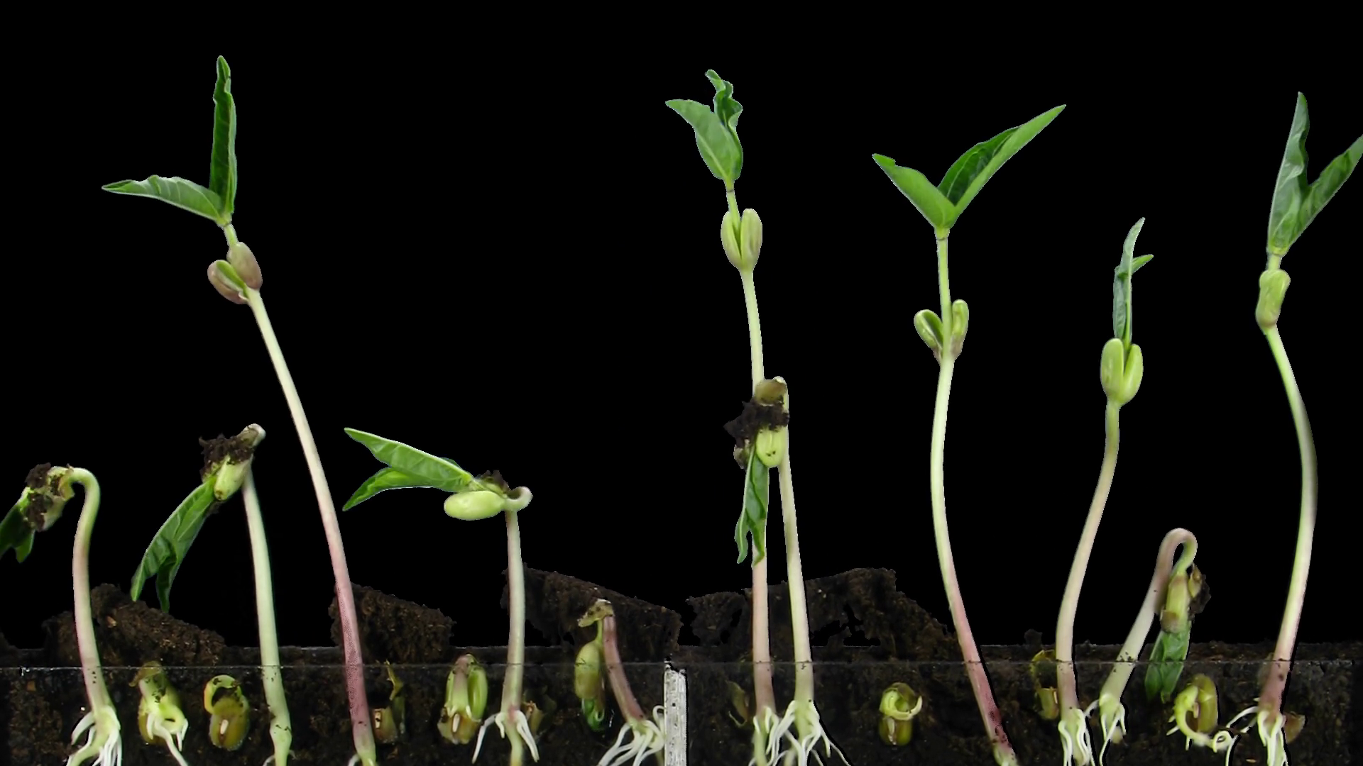 Germinating Growing Mung Bean Seeds In Stock Footage SBV-352177040 ...