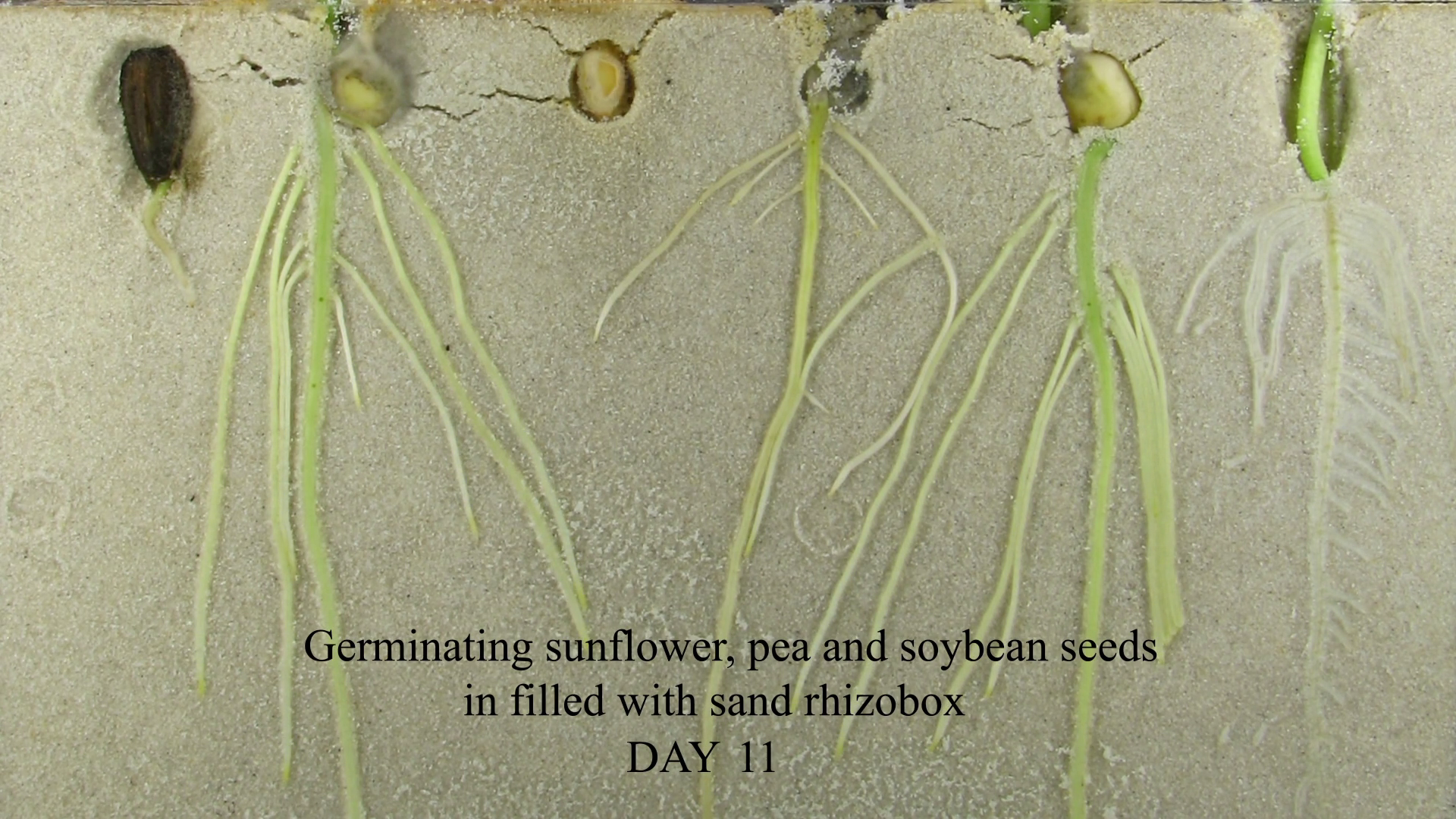 Time Lapse Of Different Plants Roots Growing Stock Footage SBV ...