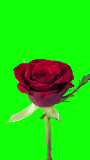 Time lapse of opening red Valentino rose against green CHROMA key  background, vertical orientation