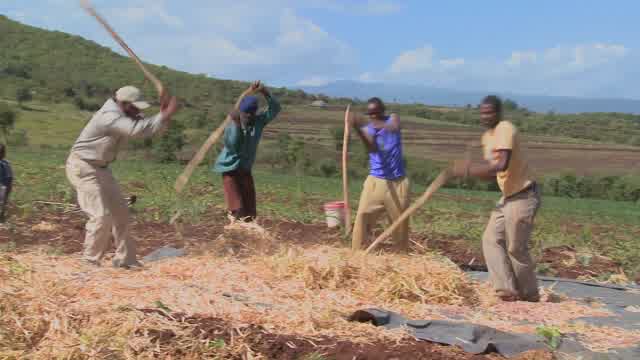 Threshing Stock Footage: Royalty-Free Video Clips - Storyblocks