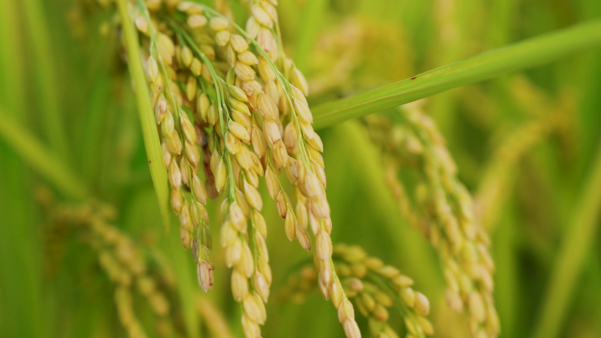 Close Up View Of Green Paddy Rice Field Stock Footage SBV-352367163 ...
