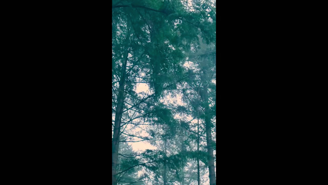 Moving Tree Stock Footage: Royalty-Free Video Clips - Storyblocks