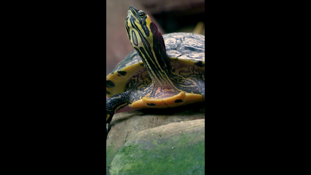 Red Eared Slider Stock Footage: Royalty-Free Video Clips - Storyblocks