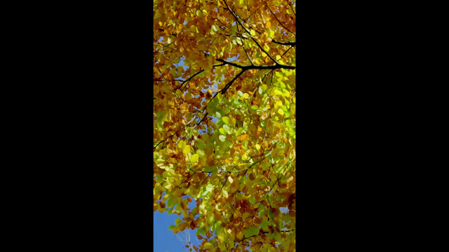 Autumn Leaves Falling From A Tree Stock Footage: Royalty-Free Video ...